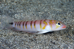 2014031303.jpg
