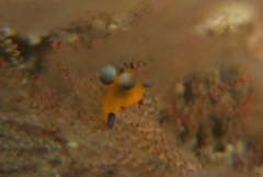 DSCF6022.JPG