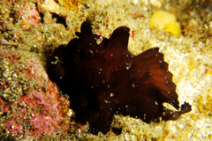 カエルアンコウ20130403.jpg
