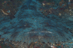 キアンコウ2014012202.jpg