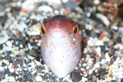 キュウセン20130312.jpg