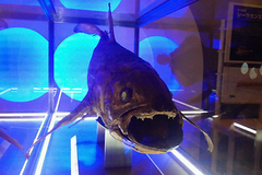 tago2013071805.jpg