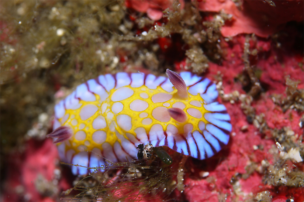 ボブサンウミウシの由来: 「海好き」ふくちゃんの海日記